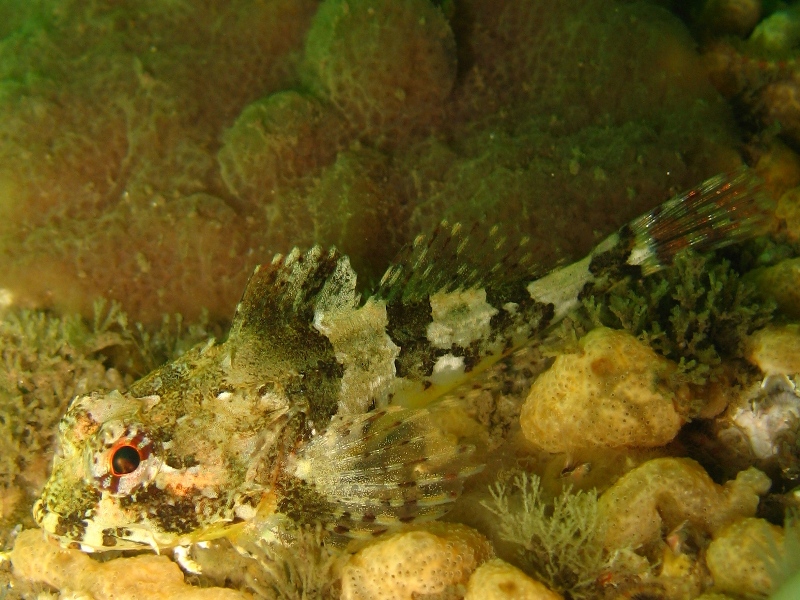 2009-05-25 St Abbs 033.jpg